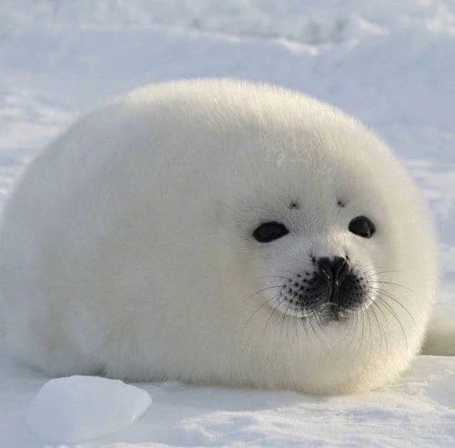 Baby seal thumbnail
