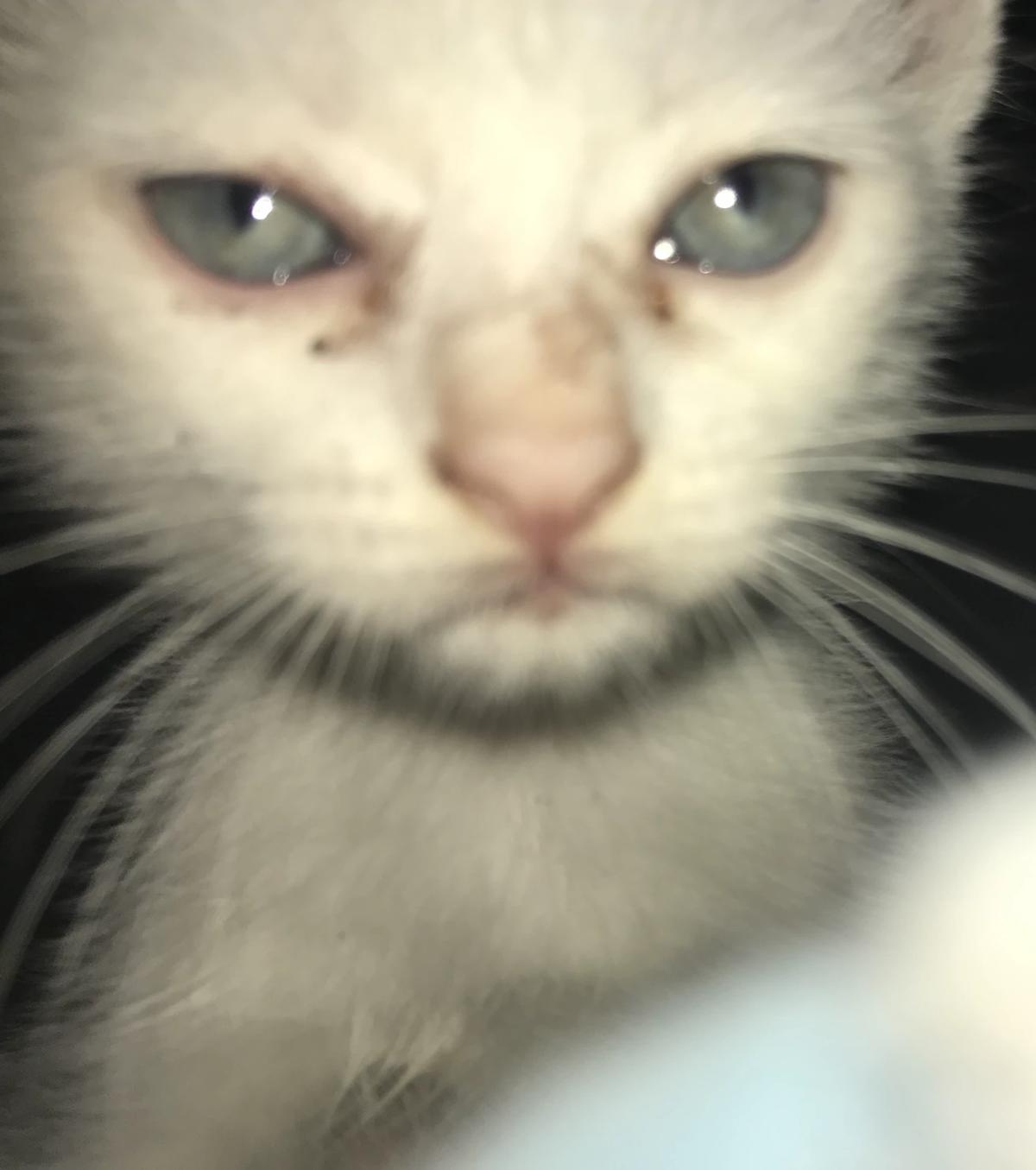 Mewjon thumbnail