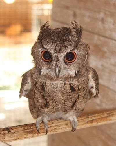 Owls thumbnail