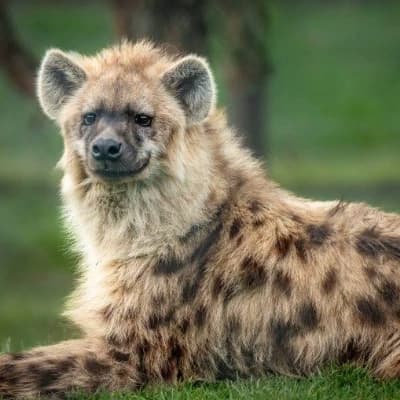 Kira (hyena) thumbnail