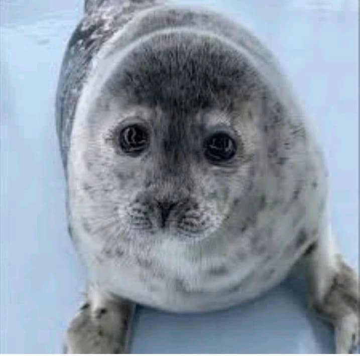 💧Yuki💧|syushi mushi seal thumbnail