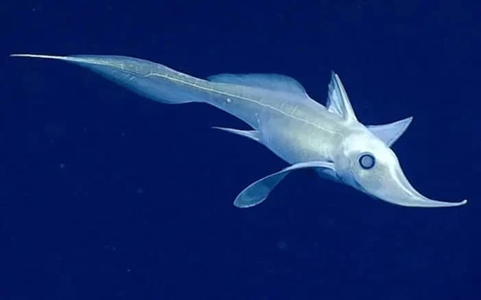 Chimera (shark) thumbnail