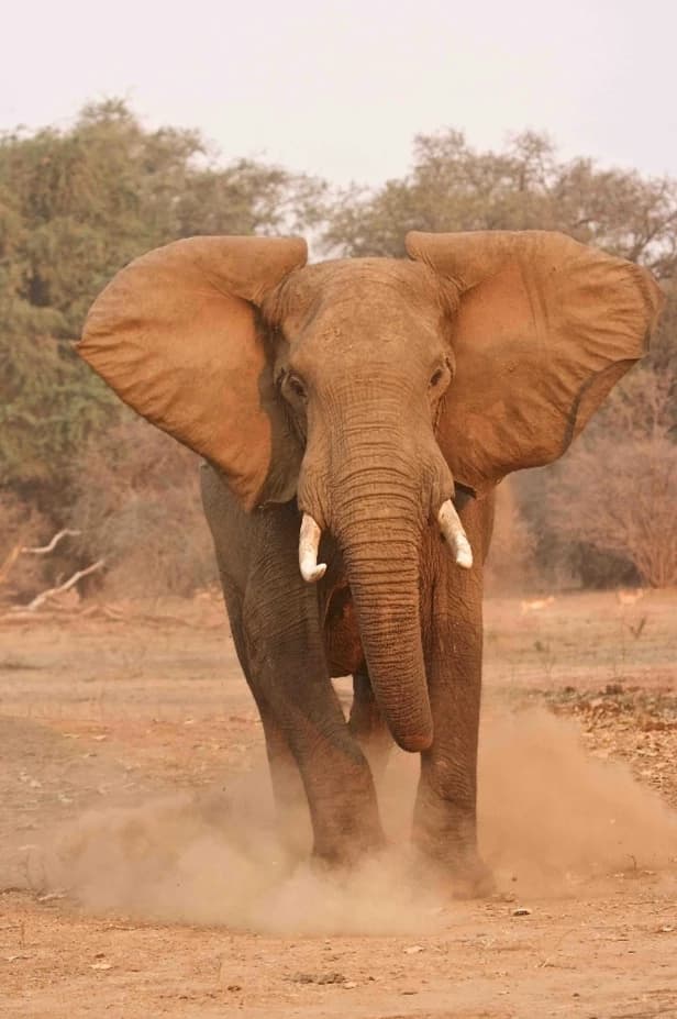 Elephant  thumbnail