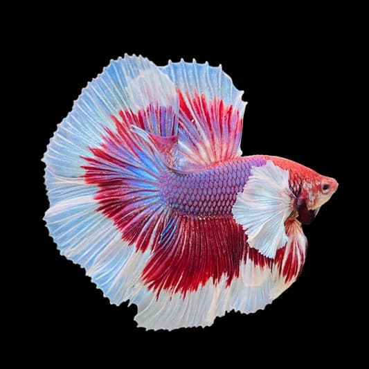 Betta Beyond the Glass: The Pet Simulator thumbnail