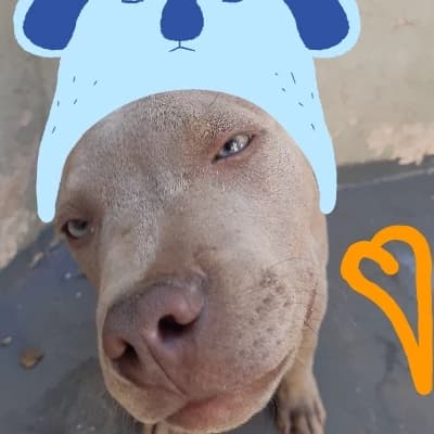 chief thumbnail