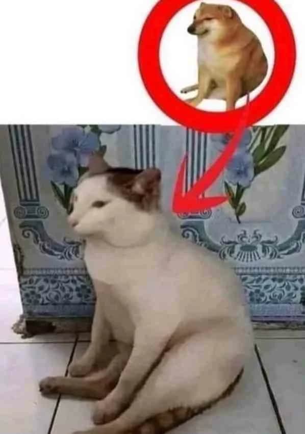 Your cat doing the dog sitting meme thumbnail