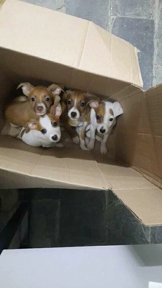 Box with 4 puppies thumbnail