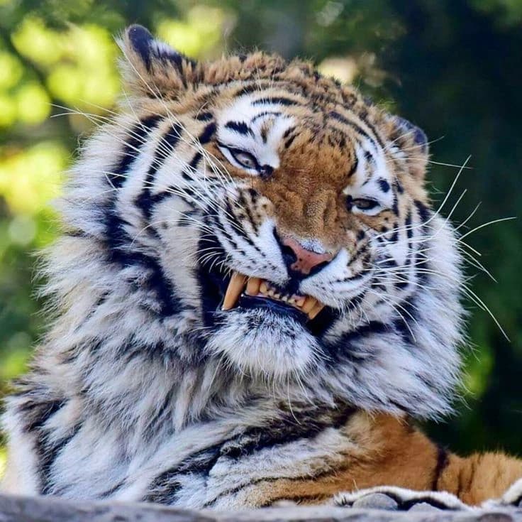 Tigre Salvaje - Mourning thumbnail