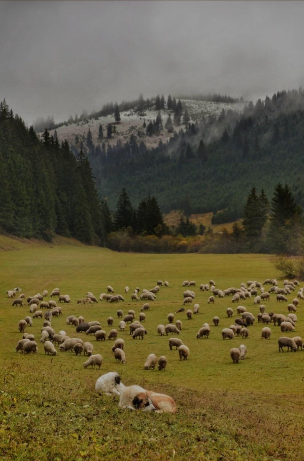 {Your flock of sheep} thumbnail