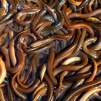 Eels thumbnail
