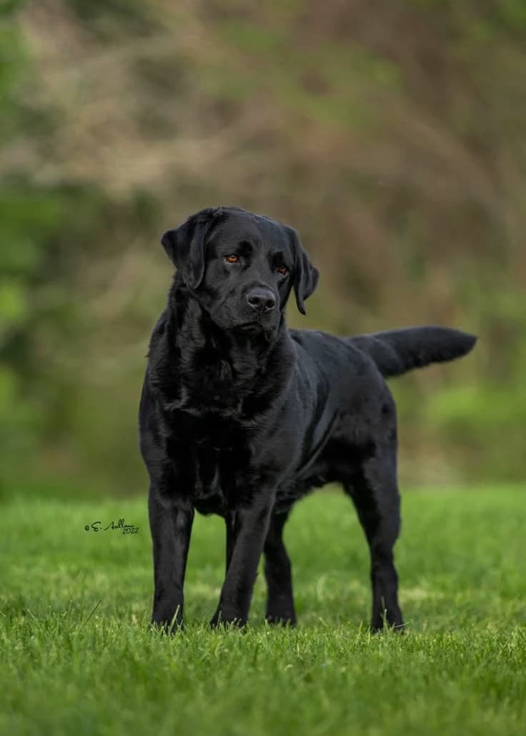 Masca, Mr. Labrador thumbnail