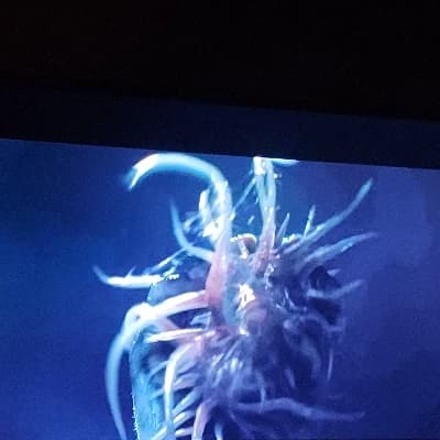 Aiptasia, the Psionic Anemone thumbnail