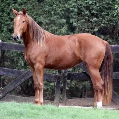 horse thumbnail