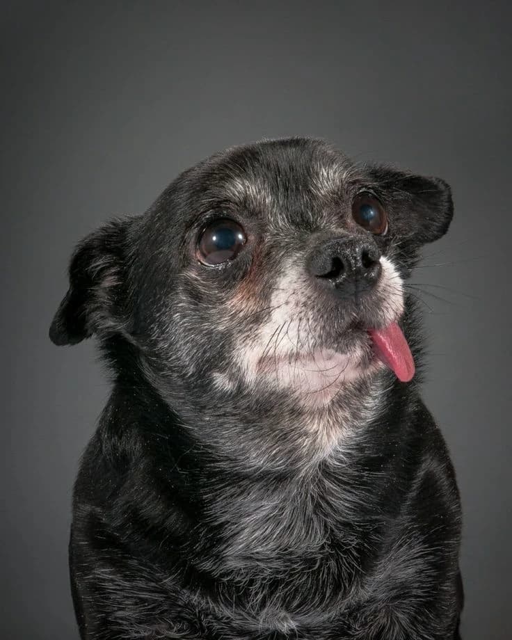 Elderly dog ​​🥺❤️ thumbnail