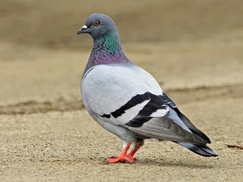 A random pigeon. thumbnail