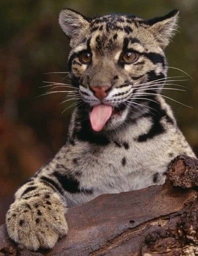 Clouded leopard. thumbnail