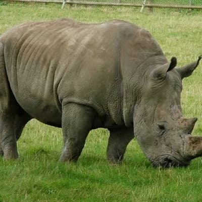 rhinoceros thumbnail
