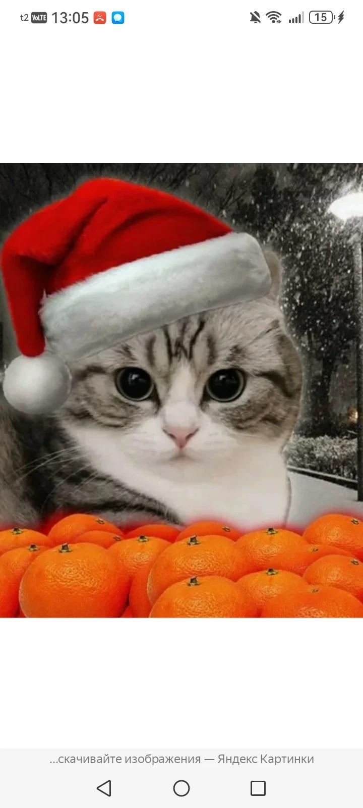 New Year's cat thumbnail
