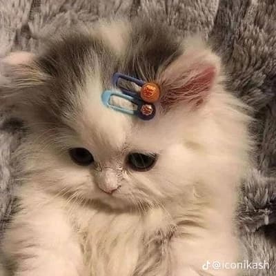 Whisker  thumbnail