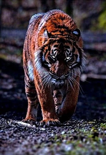"Siberian tiger" husk thumbnail