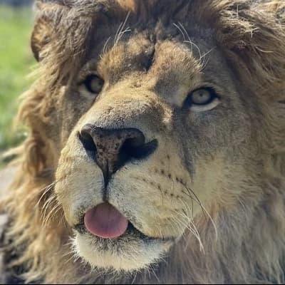  Lion thumbnail
