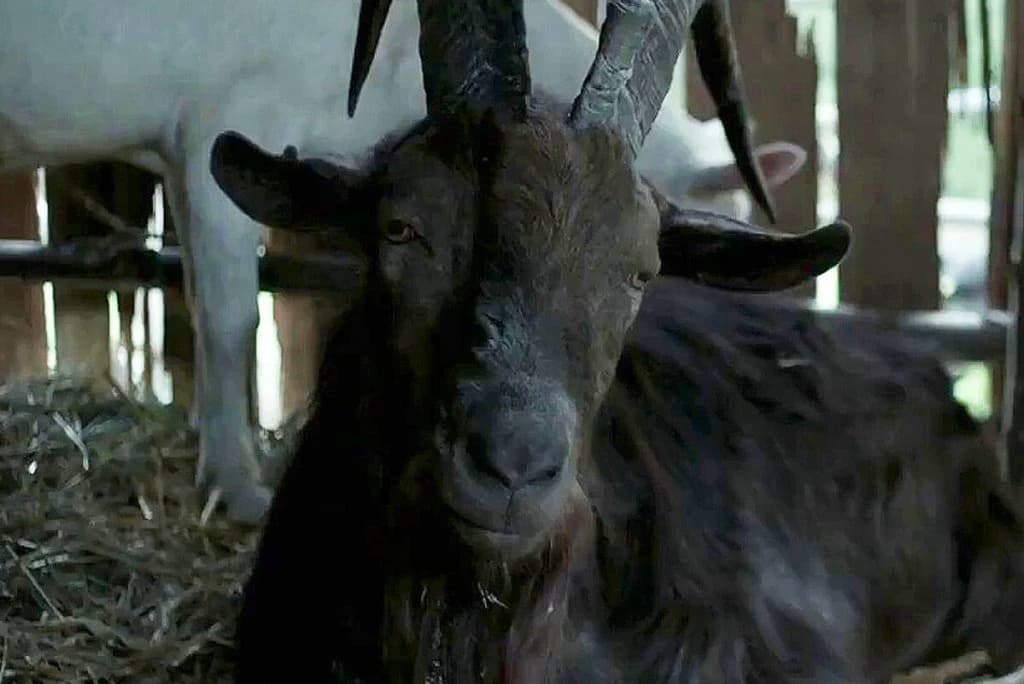 Black Philip thumbnail