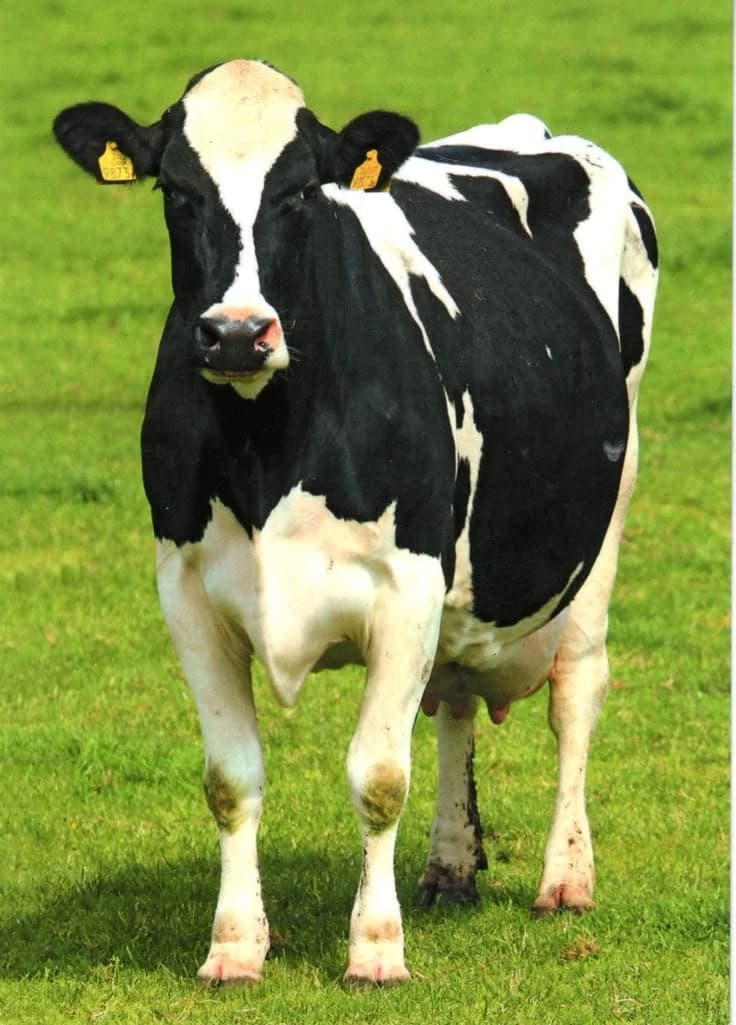 Cow thumbnail