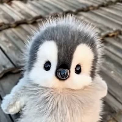 Pengu thumbnail