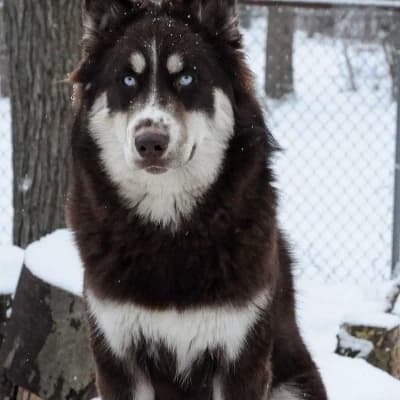 William's Siberian Husky thumbnail