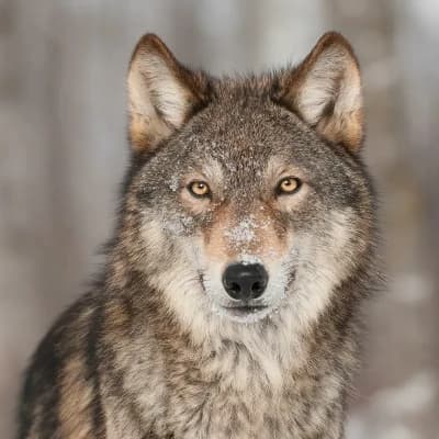 Wolf thumbnail