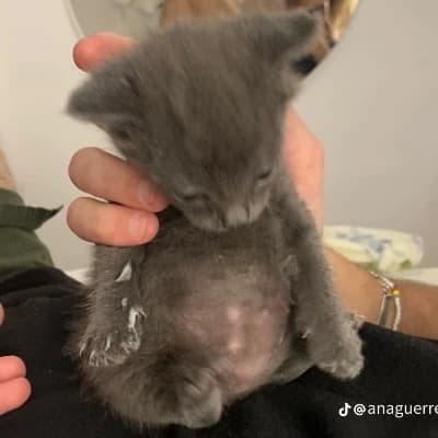 Whiskers thumbnail