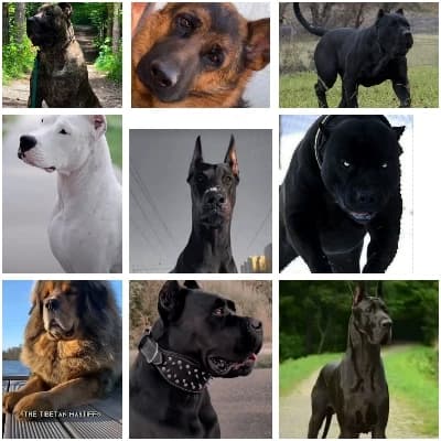 -your dogs- thumbnail