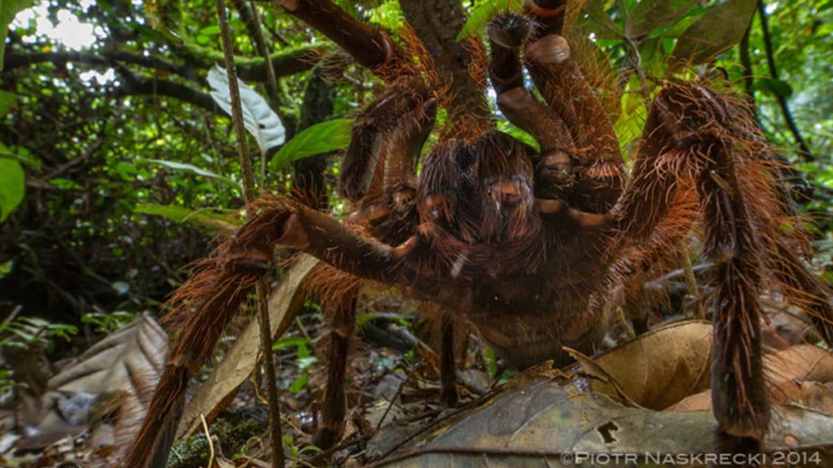 Giant Spider RP thumbnail