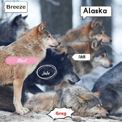 Your wolves! thumbnail