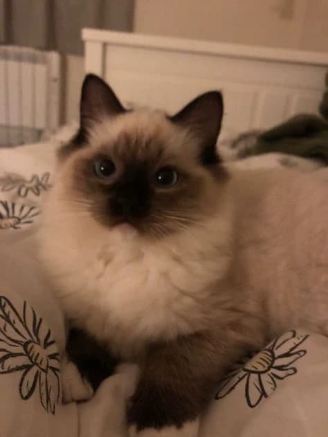 Ophelia. Cat...? thumbnail