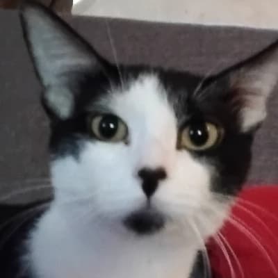 Whiskers thumbnail