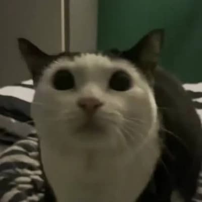 Loaf Cat thumbnail