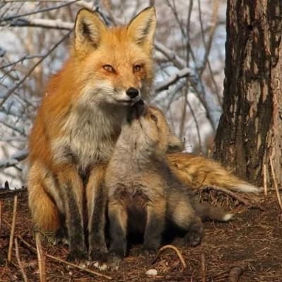 Vixen Hearthglow thumbnail