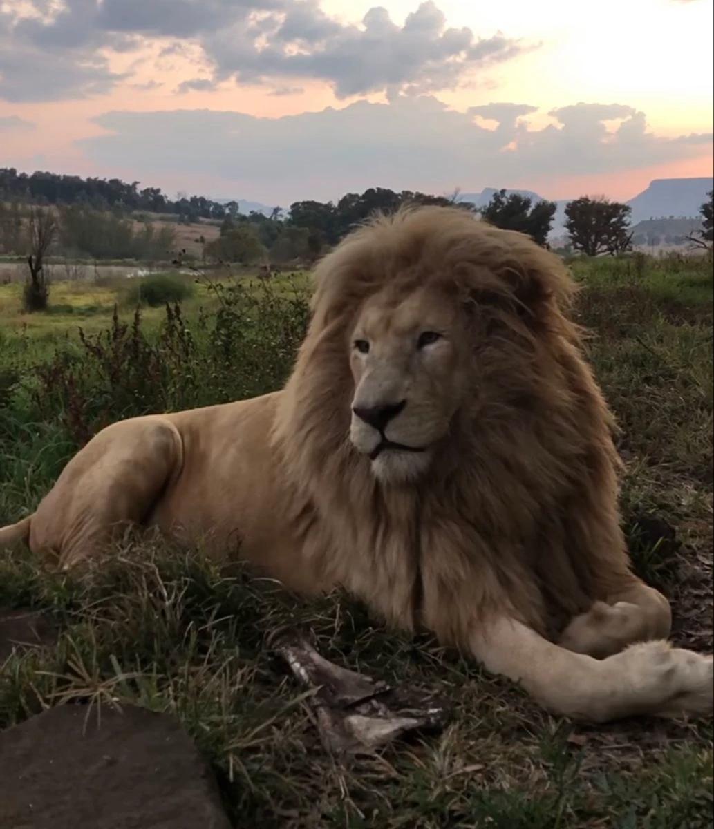 Taka, lion thumbnail