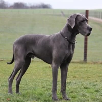 Kai, Great Dane thumbnail