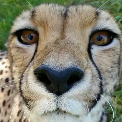 Cheetah thumbnail
