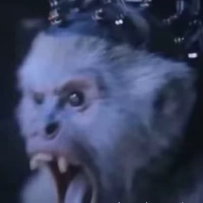 Mangy monkey looking for sex thumbnail