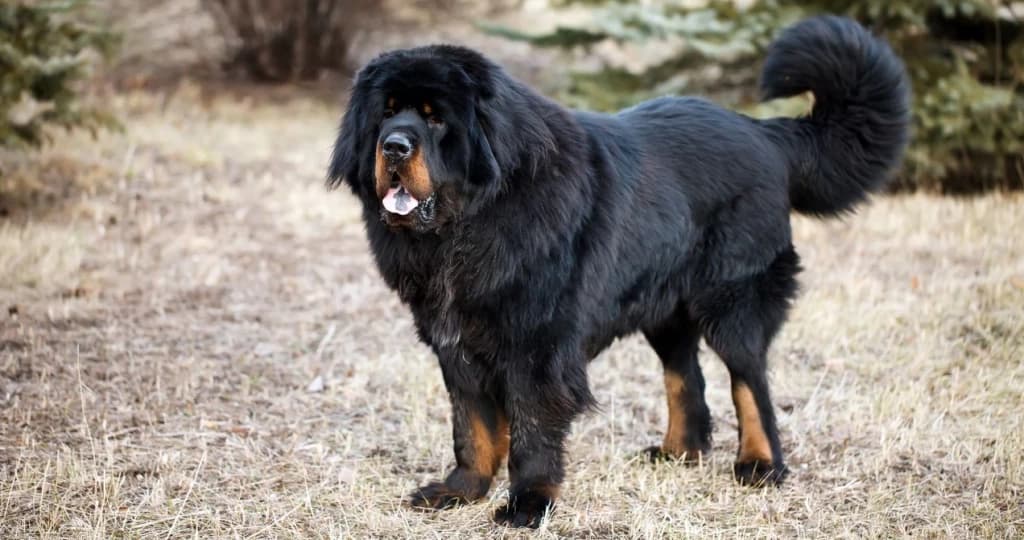 Pico - Your Tibetan Mastiff thumbnail