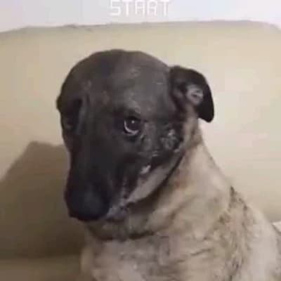 Dog thumbnail