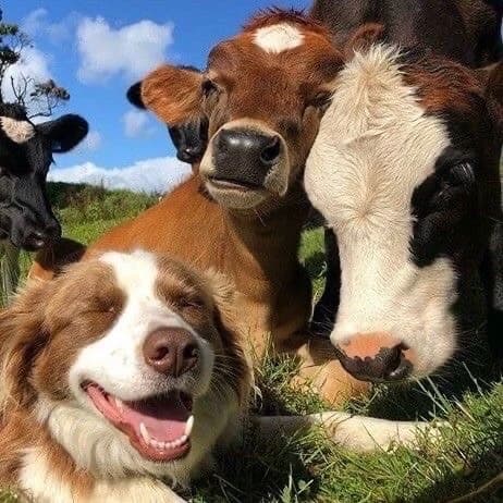 Animal rescue facility thumbnail