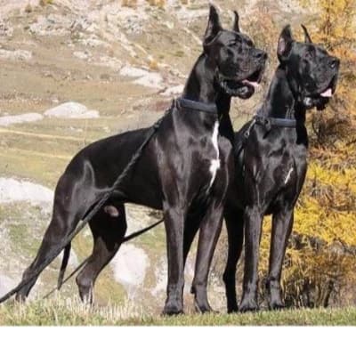 Zach and Raven, the Great Danes thumbnail