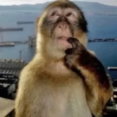 The monkey was confused thumbnail