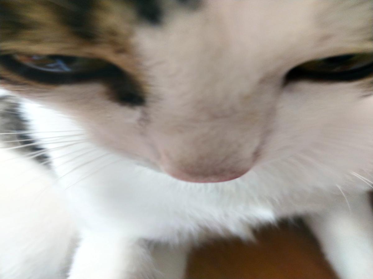 Kızgın kedi thumbnail