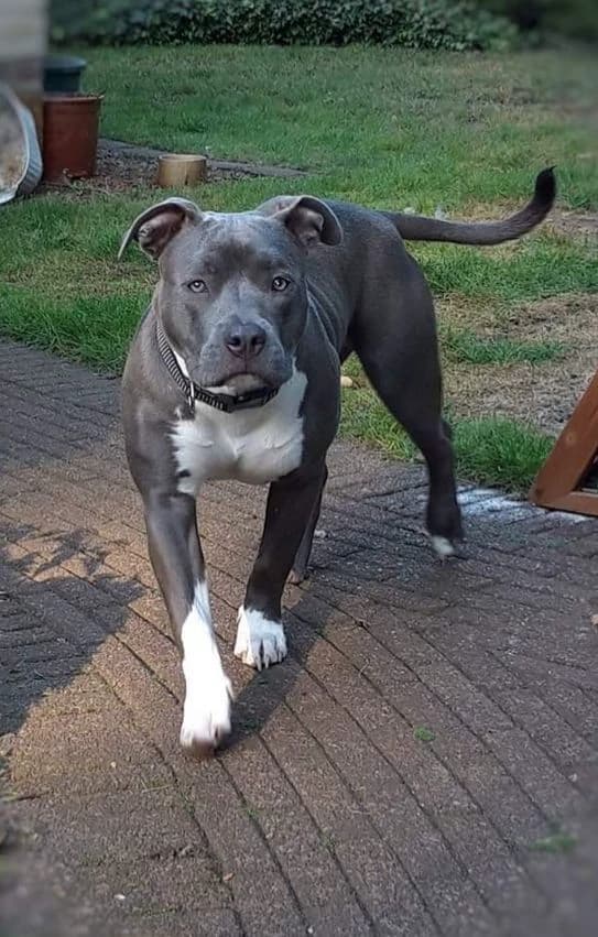 Tyson thumbnail