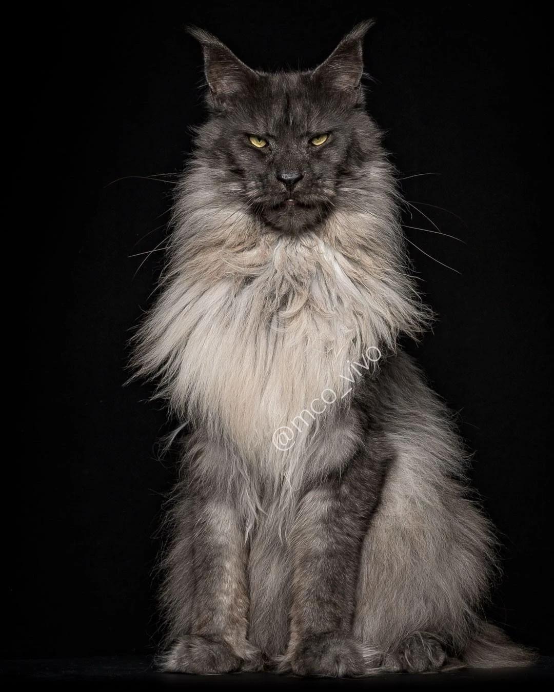 Maine coon Cat thumbnail